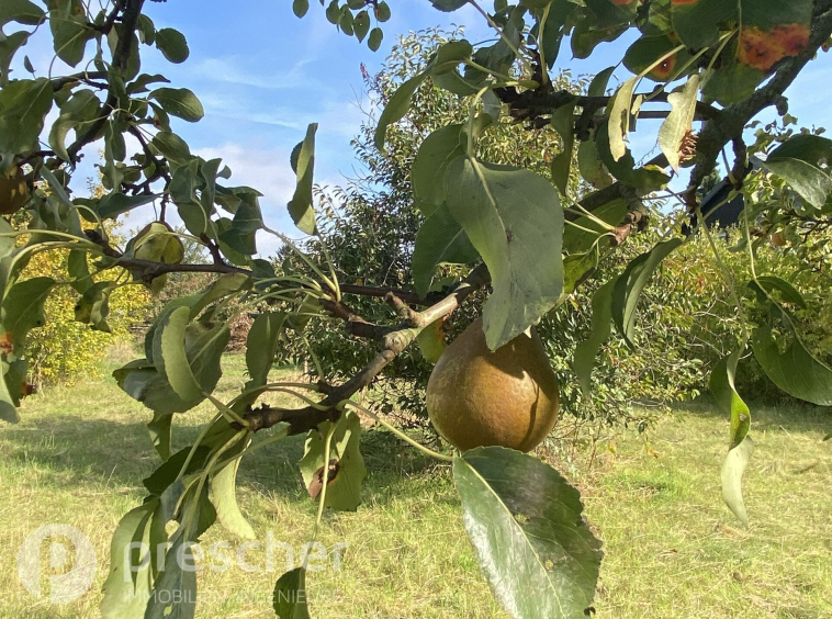 Blick in den Garten