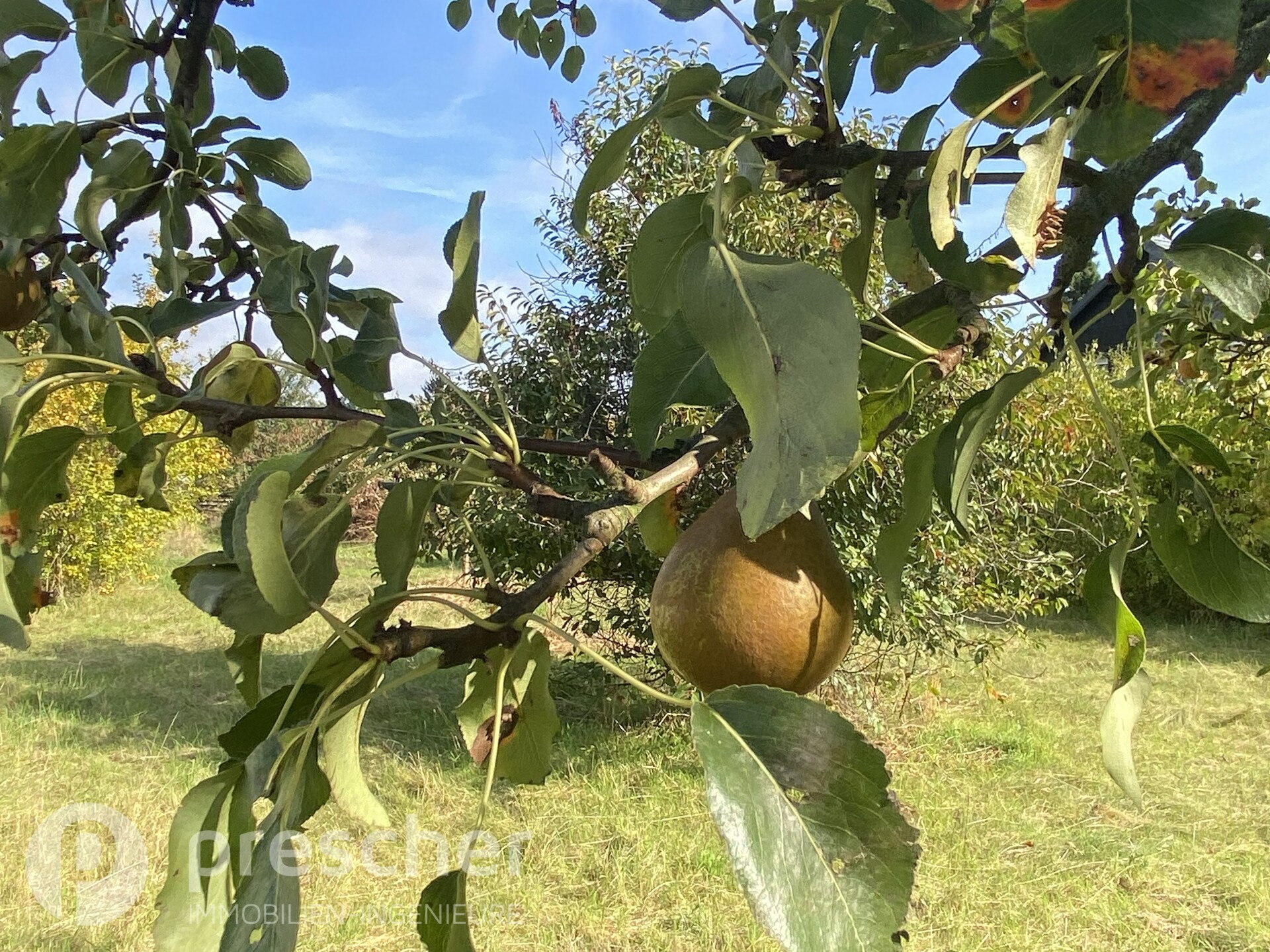 Blick in den Garten